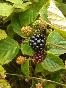 BlackBerry, bær, frukt, Bush, bjørnebær, umodne bær
