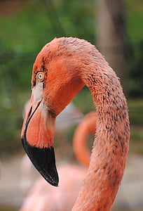 Flamingo, putns, zooloģiskais dārzs, rozā, spalva, knābis, putni