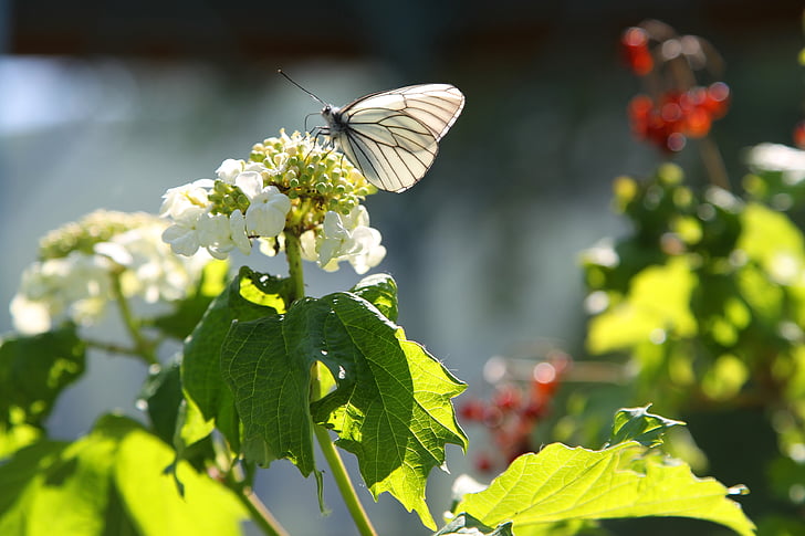 kupu-kupu, Viburnum, musim panas, serangga, alam, kupu-kupu - serangga, daun