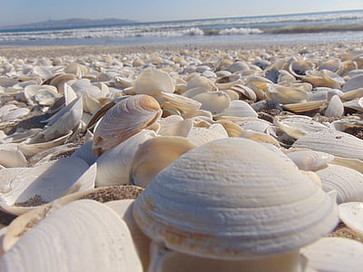 beach, clams, sea, shells
