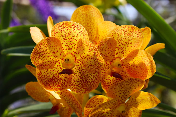 Orchid, kukka, kukka, Blossom, Luonto, Tropical, Bloom