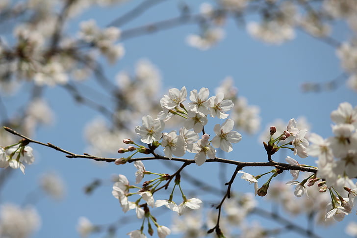 kirsebærtre blomstrer, yoshino, japanske cherry blossom