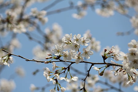 Kirschblüte, Yoshino, japanische Kirschblüte