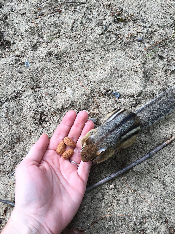 hranjenje, majhna severnoameriška veverica, živali, Glodavci, prosto živeče živali, na prostem