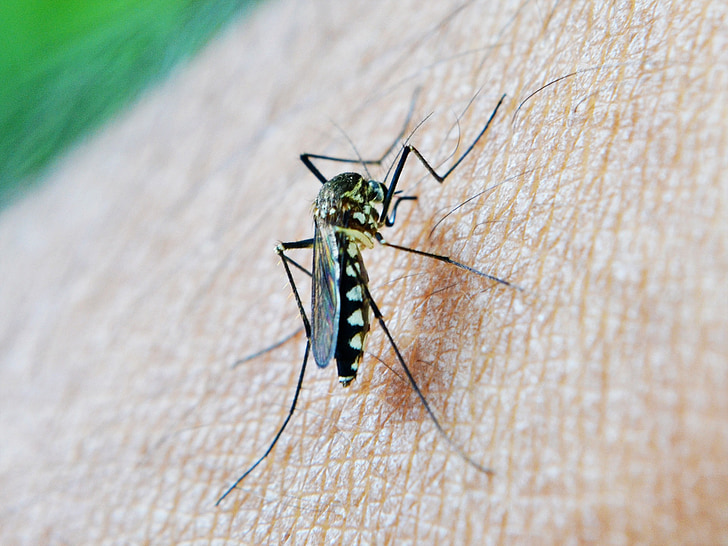 muỗi, vết cắn, decease, bệnh sốt rét, Xri Lan-ca, mawanella, Ceylon