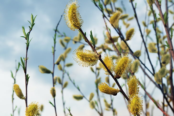 willow, spring, branches, background, easter, tree, furry