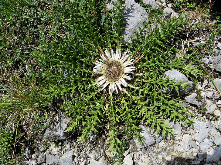 floare, Flora, thistle de munte, alpin ciulin