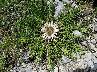 kukka, Flora, Mountain thistle, Alpine thistle