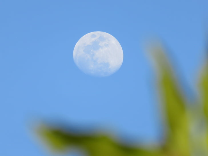 moon, fuzzy, branch, leaf, nature, sky, blue