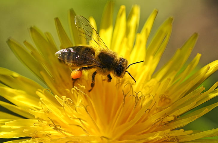 Bee, pollen, våren, pollinering, Stäng, maskros