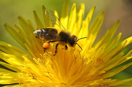 Bee, pollen, våren, pollinering, Lukk, Løvetann