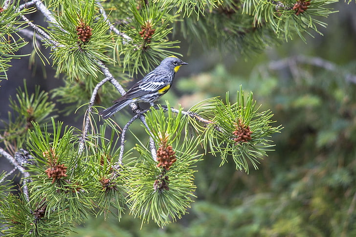 warbler giallo-rumped, uccello, fauna selvatica, natura, albero, Arroccato, Ritratto