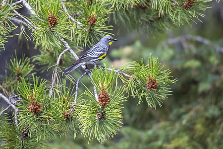 yellow-rumped warbler, bird, wildlife, nature, tree, perched, portrait