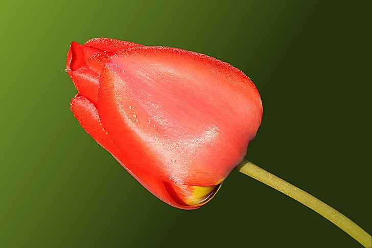 tulip, red, spring, nature, bloom, petal, flower
