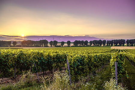 grape, field, distant, trees, sky, clouds, sunset