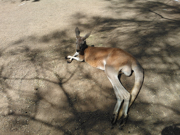 จิงโจ้, ออสเตรเลีย, เหนื่อยกับการ, สวนสัตว์, สัตว์, มันอยู่, ธรรมชาติ
