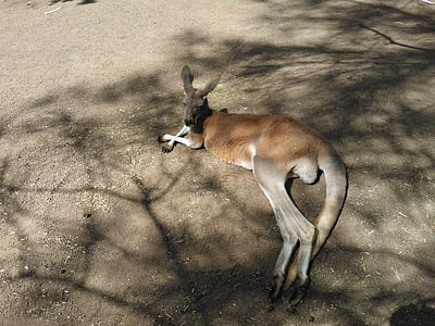 klokan, Austrálie, Už vás nebaví, Zoo, zvíře, leží, Příroda