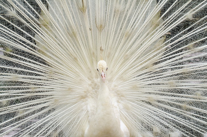 beautiful white feather peacock, bird, zoo, peacock, fanned out, peacock feather, feather