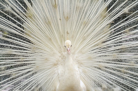 นกยูงขนนกสีขาวสวยงาม, นก, สวนสัตว์, นกยูง, ได้กระตุ้นตัวหล่อนออก, ขนนกยูง, ขนนก