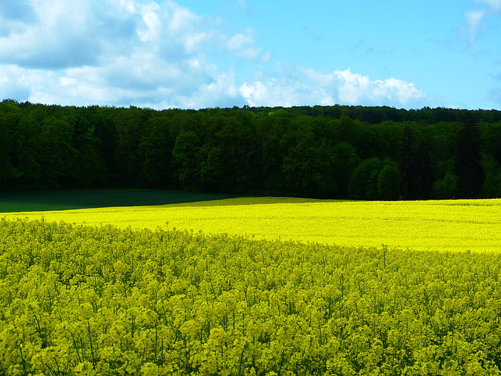 поле, поле зернових, ліс, жовто-зеленого, Весна, Природа, Ріпак
