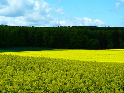 field, field of rapeseeds, forest, yellow green, spring, nature, oilseed rape