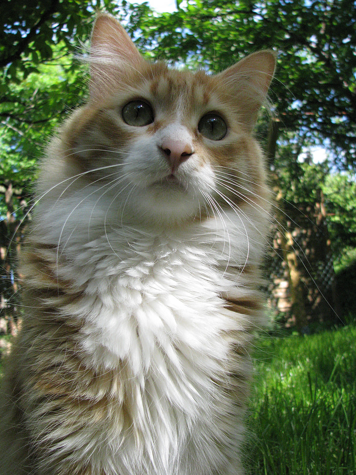 con mèo, Maine coon, màu đỏ, vật nuôi, Sân vườn, màu xanh lá cây, chú ý