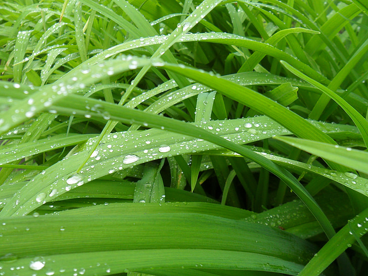 пелюстки, трава, жива природа, краплі води