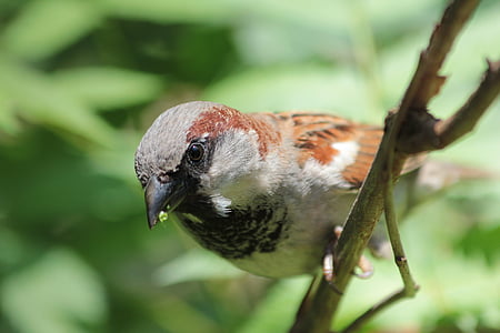 bird, close, sparrow, nature, animal, wildlife, close-up