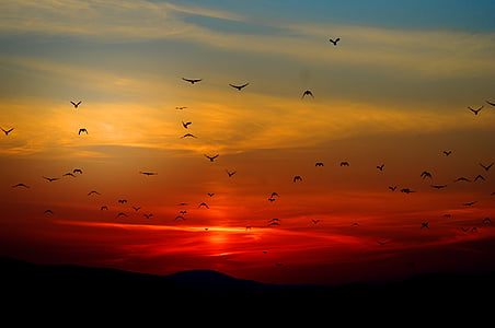 tramonto, uccelli, di volo, cielo, colorato, colori, arancio