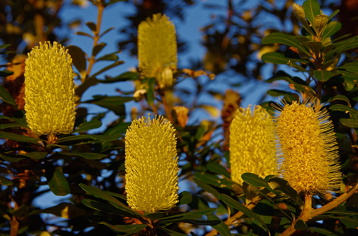 kust banksia, Banksia, bloemen, boom, bloemen, geel, kaars-stick