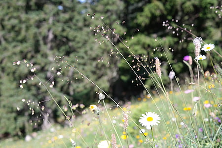 quaking grass, Briza media, herbe, ordinaire, réglisse, Poaceae, Prairie de Mager