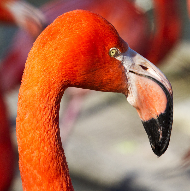 flamingo, zoo, orange, bird, africa