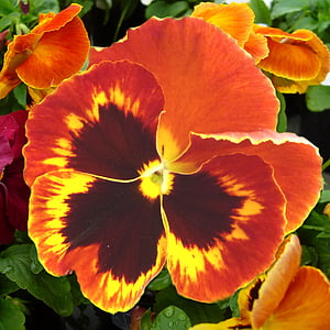 Pansy, floración, flor, Close-up, macro, naranja, naturaleza
