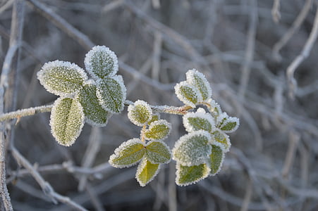 talvel, Frost, lumi, jää, puu, valge, Biel