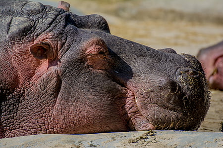 Hippo, Parque zoológico, hipopótamo, cerrar, agua, resto, temas de animales
