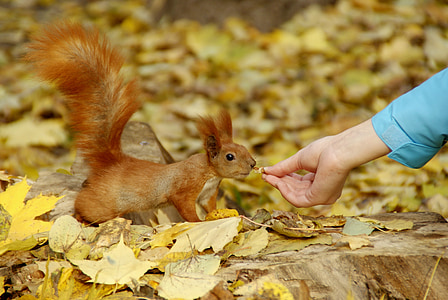 scoiattolo, animali, vivere la natura, fauna, roditore, cibo, nel parco