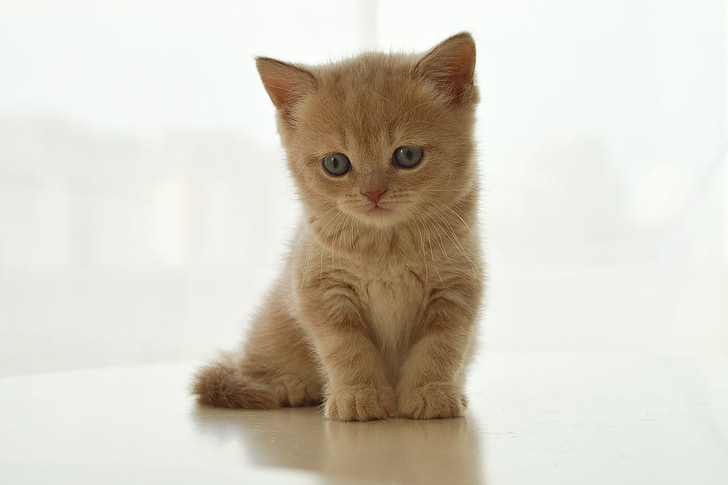 mačiatko, Britská mačka, PET, milý, mačka, sladký, malý