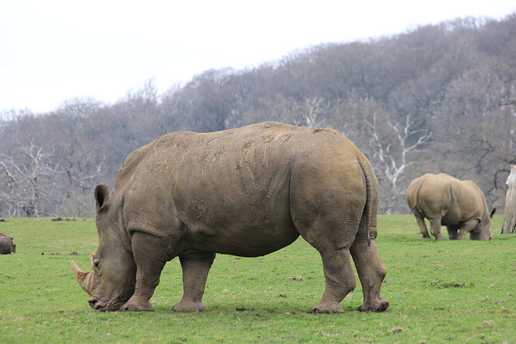 nosorožce, Rhino, pasoucí se