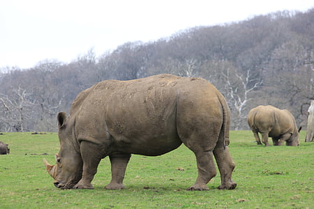 nosorožec, Rhino, pasenie