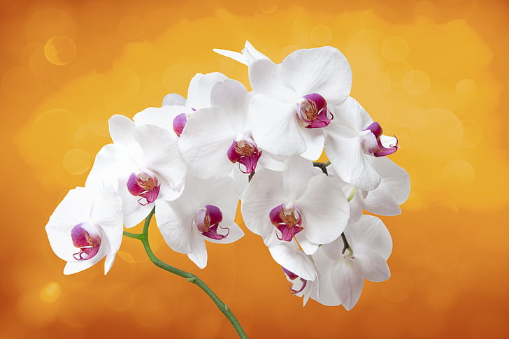bloem, Orchis, Orchid, plant, bloem kamer, Oosterse bloem, planken