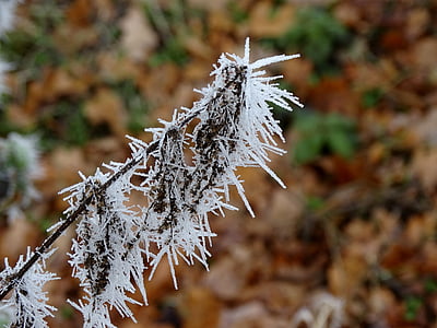 hoarfrost, frost, frozen, plant, ice needles, winter, cold