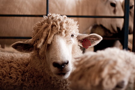 avių, gyvūnų, ūkio