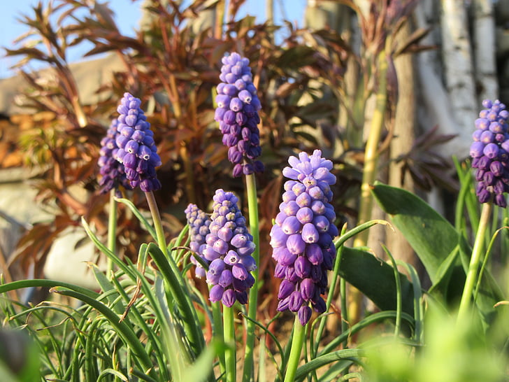 bloemen, blauwe violet, gras, lente, natuur