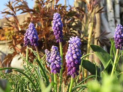 kwiaty, niebiesko-fioletowy, trawa, wiosna, Natura