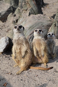 meerkat, zoo, sweet, cute, animals