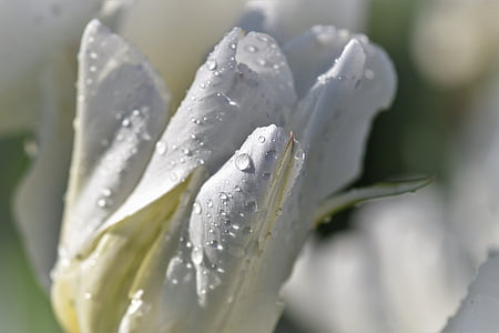 tulipano, bianco, primavera, Blossom, Bloom, fiori, arredamento