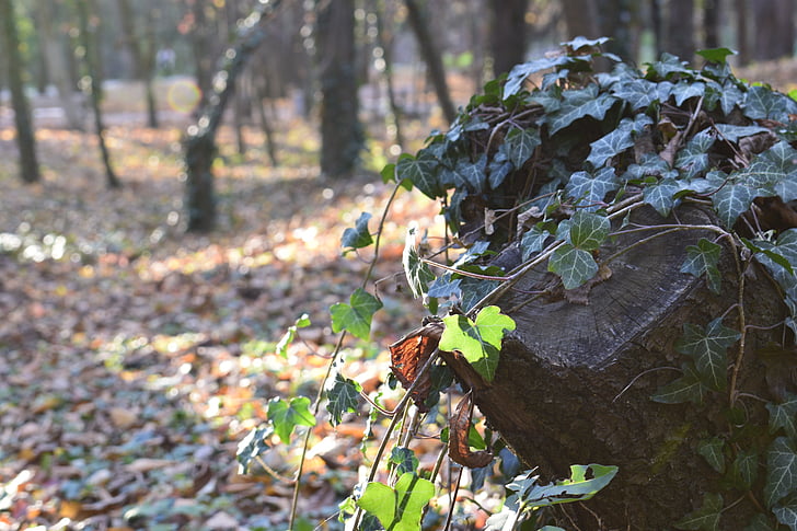 Есен, България, планински, листа, дървен материал, гора, ливади