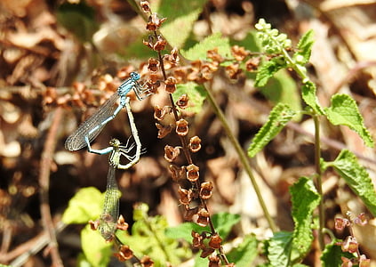 libellule, Meadow, insecte, nature, insectes de vol, aile, photographie de la faune