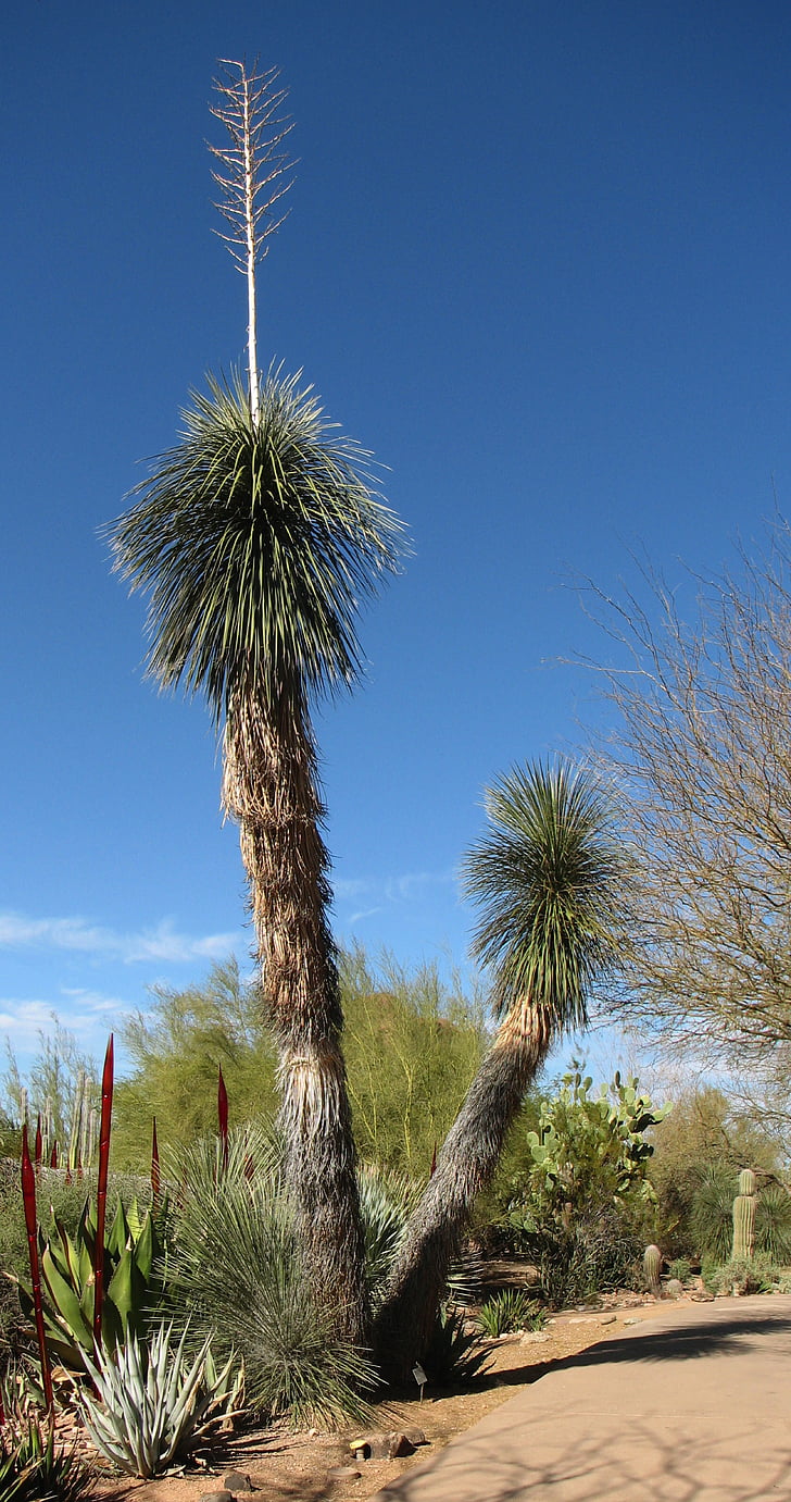 yucca, désert, nature, flore, Californie, Agavaceae yuca, été