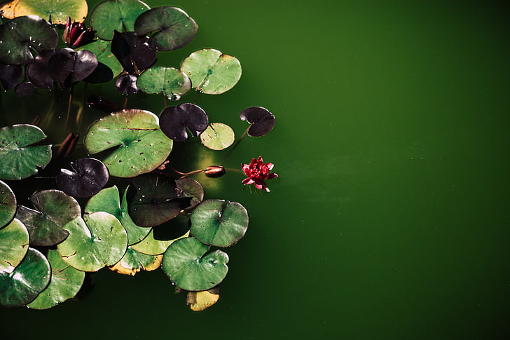 green, lily, plant, water, leaf, waterlily, flower